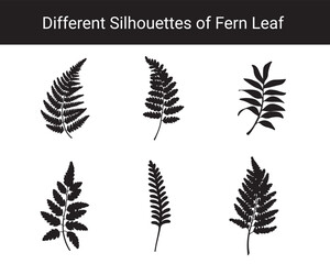 Set of Different Fern Leaf Silhouettes – Botanical Black Leaf Vector Collection