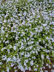 A flowerbed with wonderful blue forget-me-nots