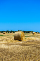 Round bales of straw rolled up on field on the sky background, autumnal harvest