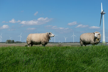 Two Texel sheep, Netherlands