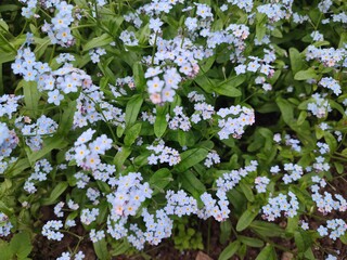 A flowerbed with wonderful blue forget-me-nots