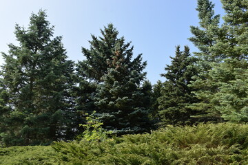 pine forest with trees and blue sky