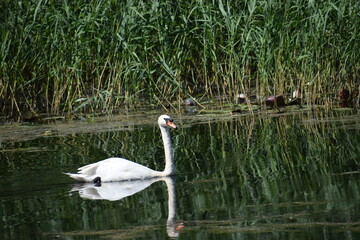 swan on the lake