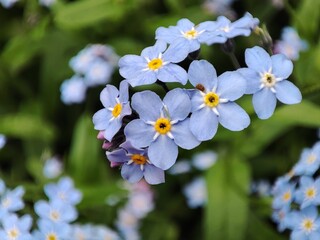 A flowerbed with wonderful blue forget-me-nots