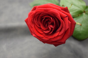 red rose on the white background