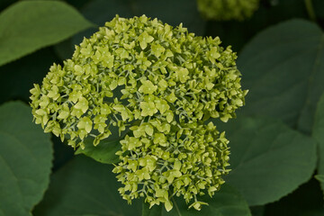 The inflorescences of hydrangea (lat. Hydrangea) are blooming. Hydrangea blooms in the garden.