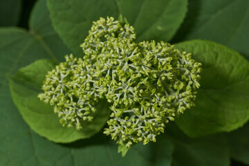 The inflorescences of hydrangea (lat. Hydrangea) are blooming. Hydrangea blooms in the garden.