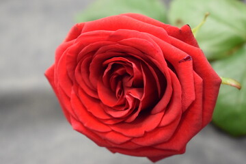 red rose on the white background © MARIA – Nature