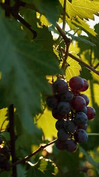 grappes de raisin dans les vignes