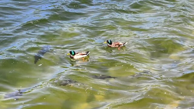 Beautiful mallard ducks swim gracefully in a tranquil pond, creating serene moments in natures landscape