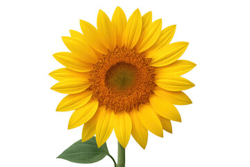 Bright yellow sunflower blossom with deep brown center, isolated on clean white background, representing summer botanical beauty