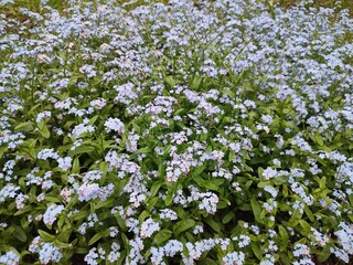A flowerbed with wonderful blue forget-me-nots