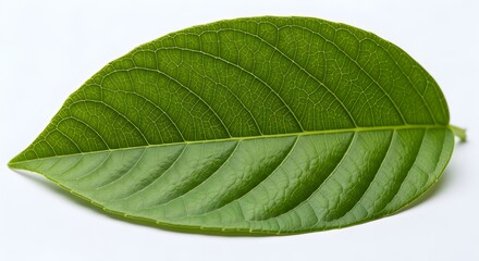 Fototapeta premium Vibrant green leaf with detailed veins and texture. isolated on a white background
