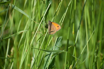 ladybird on a green grass