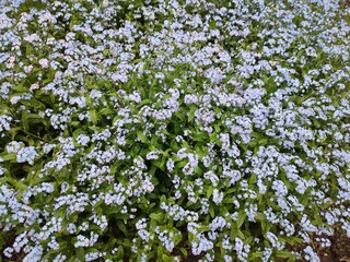 Fototapeta premium A flowerbed with wonderful blue forget-me-nots