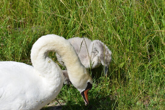 white swan on the grass