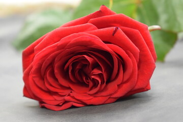 red rose flower in the garden © MARIA