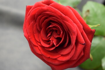 red rose flower in the garden © MARIA – Nature