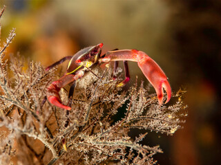 Black Coral Crab with eggs