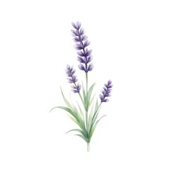 Watercolor Illustration of Lavender Sprig