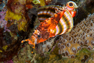 Fu Manchu Lionfish Displaying Fins on Sandy Coral Reef