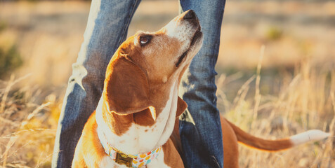 Beagle Looking up at owner