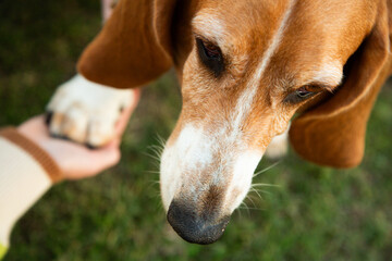 older beagle dog portrait