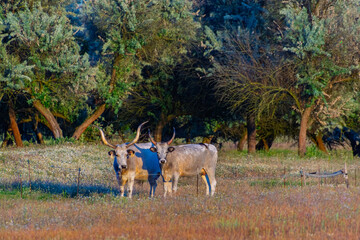 Hungarian grey cattle in the puszta of Bugac