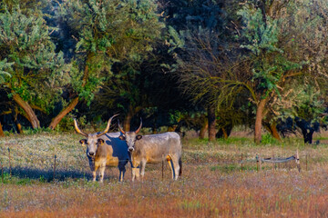 Hungarian grey cattle in the puszta of Bugac