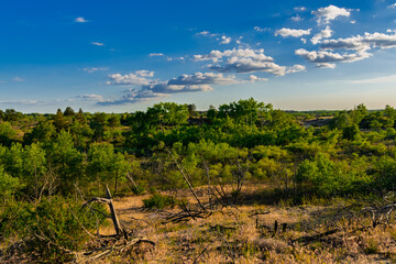 Juniper forest in Bugac