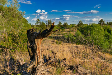Juniper forest in Bugac