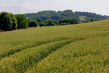 Summer landscape, Terrain of hilly countryside in Zuid-Limburg, Farmland with barley (gerst) Hordeum vulgare or Wheat on hillside, Small villages in Dutch province of Limburg, Valkenburg, Netherlands.