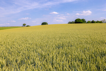 Obraz premium Summer landscape, The terrain of hilly countryside in Zuid-Limburg, Farmland with barley (gerst) Hordeum vulgare or Wheat on hillside and tree, Small villages in Dutch province of Limburg, Netherlands