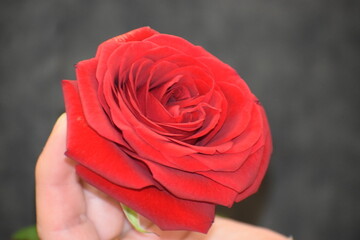 red roses flower on a black background © MARIA – Nature