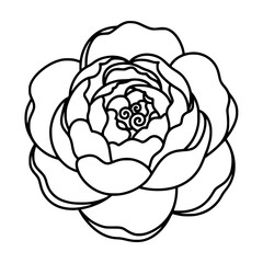 Outline illustration of a Peony in minimalistic style  