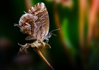 A brown butterfly rests on a twig in its natural habitat, captured in stunning macro detail. Soft light enhances its delicate textures—an elegant moment in nature’s quiet beauty.