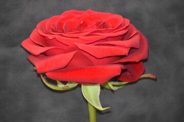 red flower on black background, close up © MARIA – Nature