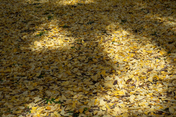 Ginkgo biloba