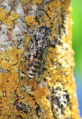 Belle cigale, insecte estival chantant, porte-bonheur