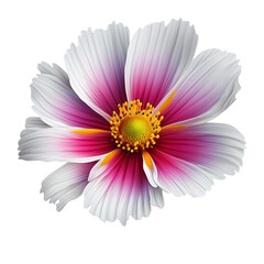Obraz premium Realistic pink and white cosmos flower with detailed petals isolated transparent background, png