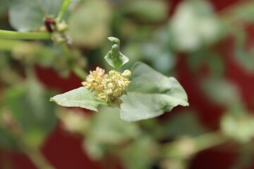 Spiny threecornerjack, Prickly dock, Rumex épineux, Dornige Emex, Spinaciastra comune, Romaza espinosa, Cargatripa - Rumex spinosus - Polygonaceae