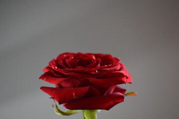 red rose on a white background © MARIA – Nature