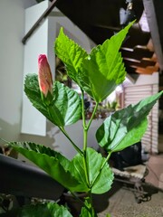 flower in the garden