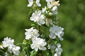 white flowers of a tree