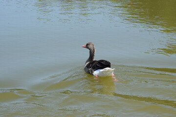 black and white swan