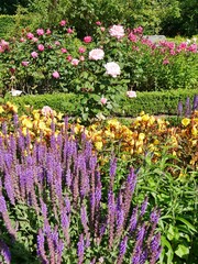 Lavendel im Rosengarten Planten un Blomen Hamburg
