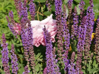 Lavendel im Rosengarten Planten un Blomen Hamburg