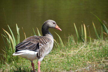 duck in the water
