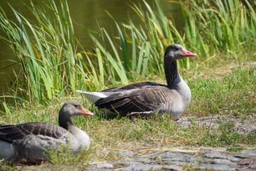 Fototapeta premium goose on the water