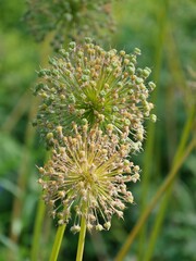 Holland-Lauch- Allium in Planten un Blomen